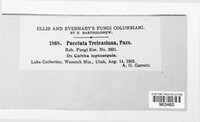 Puccinia treleasiana image